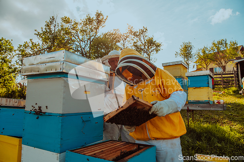 Image of Beekeepers checking honey on the beehive frame in the field. Small business owners on apiary. Natural healthy food produceris working with bees and beehives on the apiary.