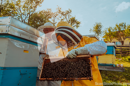 Image of Beekeepers checking honey on the beehive frame in the field. Small business owners on apiary. Natural healthy food produceris working with bees and beehives on the apiary.