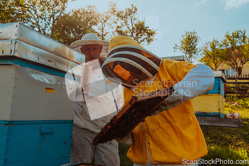 Image of Beekeepers checking honey on the beehive frame in the field. Small business owners on apiary. Natural healthy food produceris working with bees and beehives on the apiary.