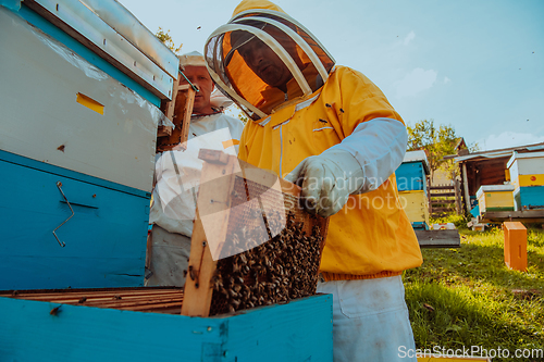 Image of Beekeepers checking honey on the beehive frame in the field. Small business owners on apiary. Natural healthy food produceris working with bees and beehives on the apiary.