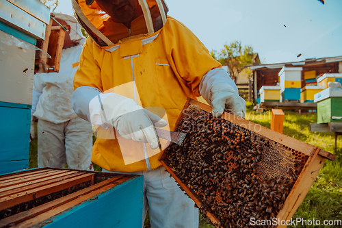 Image of Beekeeper checking honey on the beehive frame in the field. Small business owner on apiary. Natural healthy food produceris working with bees and beehives on the apiary.