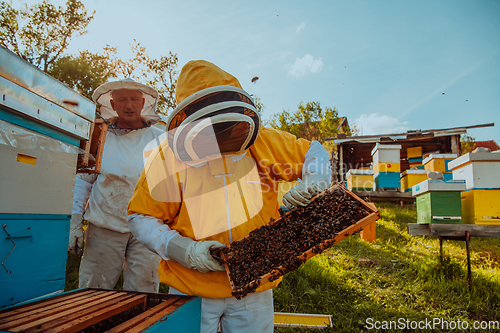 Image of Beekeepers check the honey on the hive frame in the field. Beekeepers check honey quality and honey parasites. A beekeeper works with bees and beehives in an apiary.