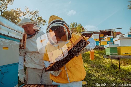 Image of Beekeepers check the honey on the hive frame in the field. Beekeepers check honey quality and honey parasites. A beekeeper works with bees and beehives in an apiary.