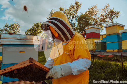 Image of Beekeeper checking honey on the beehive frame in the field. Small business owner on apiary. Natural healthy food produceris working with bees and beehives on the apiary.