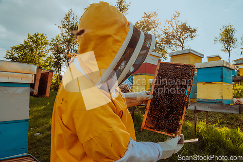 Image of Beekeeper checking honey on the beehive frame in the field. Small business owner on apiary. Natural healthy food produceris working with bees and beehives on the apiary.