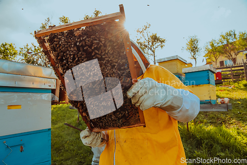 Image of Beekeeper checking honey on the beehive frame in the field. Small business owner on apiary. Natural healthy food produceris working with bees and beehives on the apiary.