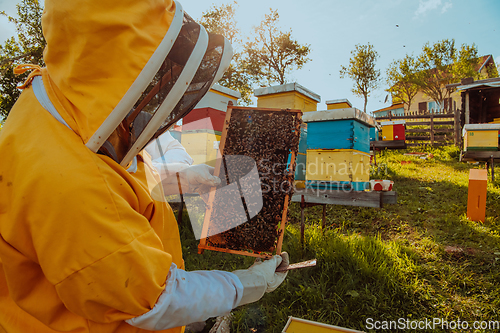 Image of Beekeeper checking honey on the beehive frame in the field. Small business owner on apiary. Natural healthy food produceris working with bees and beehives on the apiary.