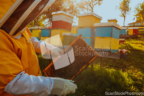 Image of Beekeeper checking honey on the beehive frame in the field. Small business owner on apiary. Natural healthy food produceris working with bees and beehives on the apiary.