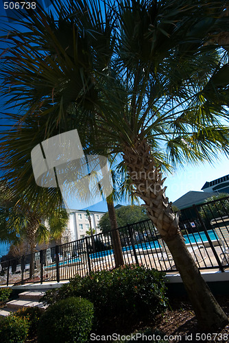 Image of Palm trees