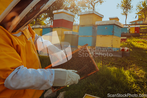 Image of Beekeeper checking honey on the beehive frame in the field. Small business owner on apiary. Natural healthy food produceris working with bees and beehives on the apiary.