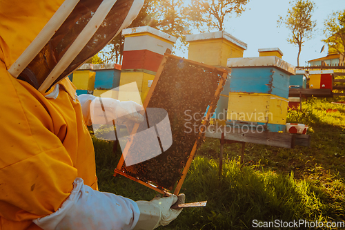 Image of Beekeeper checking honey on the beehive frame in the field. Small business owner on apiary. Natural healthy food produceris working with bees and beehives on the apiary.