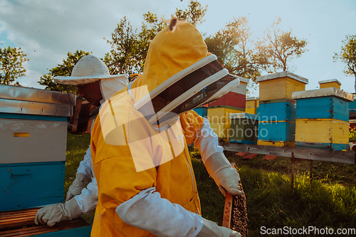 Image of Beekeepers checking honey on the beehive frame in the field. Small business owners on apiary. Natural healthy food produceris working with bees and beehives on the apiary.