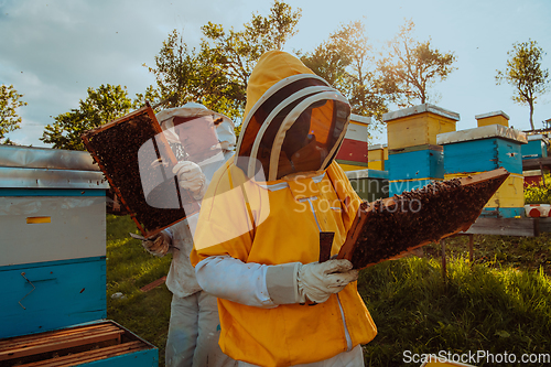 Image of Beekeepers checking honey on the beehive frame in the field. Small business owners on apiary. Natural healthy food produceris working with bees and beehives on the apiary.