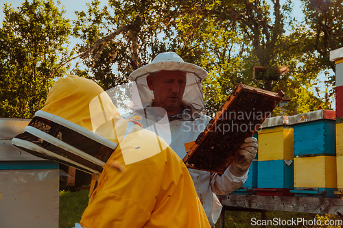 Image of Beekeepers checking honey on the beehive frame in the field. Small business owners on apiary. Natural healthy food produceris working with bees and beehives on the apiary.