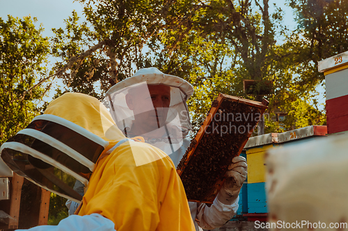 Image of Beekeepers checking honey on the beehive frame in the field. Small business owners on apiary. Natural healthy food produceris working with bees and beehives on the apiary.