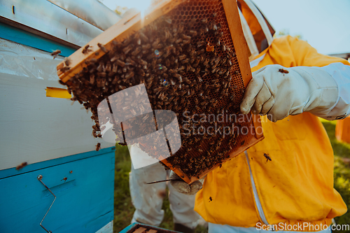 Image of Beekeeper checking honey on the beehive frame in the field. Beekeeper on apiary. Beekeeper is working with bees and beehives on the apiary.