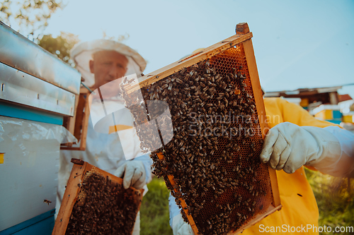 Image of Beekeepers checking honey on the beehive frame in the field. Small business owners on apiary. Natural healthy food produceris working with bees and beehives on the apiary.