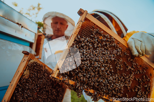 Image of Beekeepers checking honey on the beehive frame in the field. Small business owners on apiary. Natural healthy food produceris working with bees and beehives on the apiary.