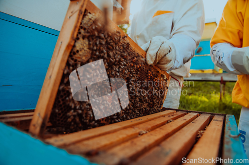 Image of Beekeepers checking honey on the beehive frame in the field. Small business owners on apiary. Natural healthy food produceris working with bees and beehives on the apiary.