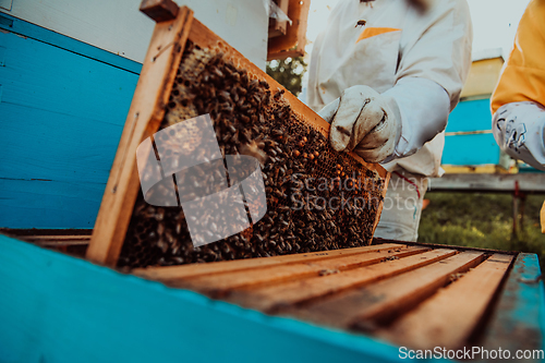 Image of Beekeepers checking honey on the beehive frame in the field. Small business owners on apiary. Natural healthy food produceris working with bees and beehives on the apiary.