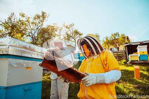 Image of Beekeepers checking honey on the beehive frame in the field. Small business owners on apiary. Natural healthy food produceris working with bees and beehives on the apiary.