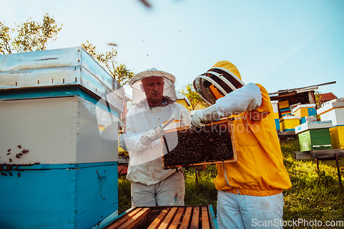 Image of Beekeepers checking honey on the beehive frame in the field. Small business owners on apiary. Natural healthy food produceris working with bees and beehives on the apiary.