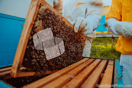 Image of Beekeepers checking honey on the beehive frame in the field. Small business owners on apiary. Natural healthy food produceris working with bees and beehives on the apiary.