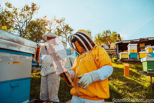 Image of Beekeepers checking honey on the beehive frame in the field. Small business owners on apiary. Natural healthy food produceris working with bees and beehives on the apiary.