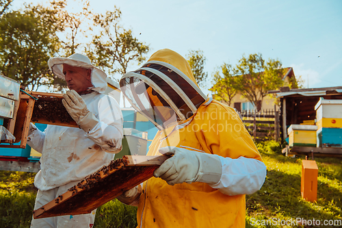 Image of Beekeepers checking honey on the beehive frame in the field. Small business owners on apiary. Natural healthy food produceris working with bees and beehives on the apiary.