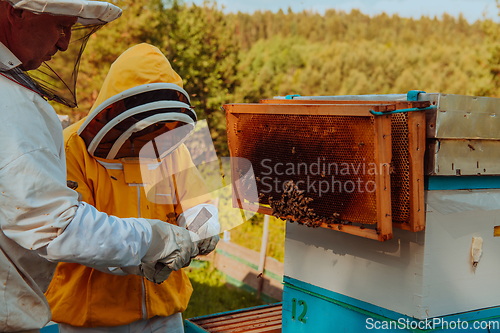 Image of Beekeepers checking honey on the beehive frame in the field. Small business owners on apiary. Natural healthy food produceris working with bees and beehives on the apiary.