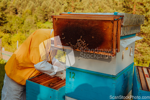 Image of Beekeeper checking honey on the beehive frame in the field. Beekeeper on apiary. Beekeeper is working with bees and beehives on the apiary.