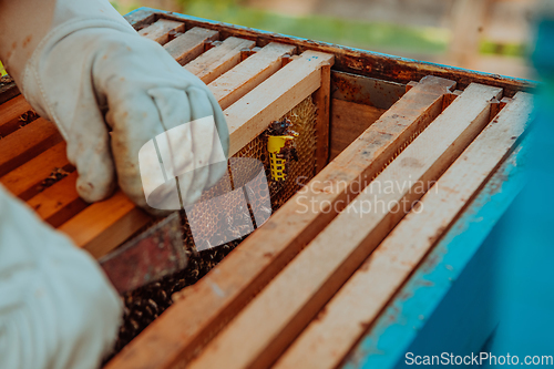 Image of The beekeeper checks the queens for the honeycomb. Beekeepers check honey quality and honey parasites. A beekeeper works with bees and beehives in an apiary.