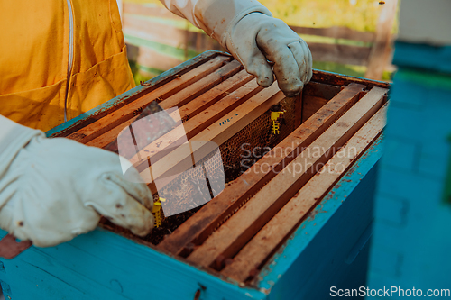 Image of The beekeeper checks the queens for the honeycomb. Beekeepers check honey quality and honey parasites. A beekeeper works with bees and beehives in an apiary.