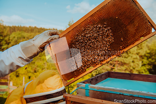 Image of Beekeeper checking honey on the beehive frame in the field. Beekeeper on apiary. Beekeeper is working with bees and beehives on the apiary.