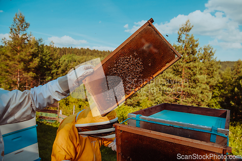 Image of Beekeepers checking honey on the beehive frame in the field. Small business owners on apiary. Natural healthy food produceris working with bees and beehives on the apiary.