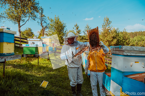 Image of Beekeepers checking honey on the beehive frame in the field. Small business owners on apiary. Natural healthy food produceris working with bees and beehives on the apiary.