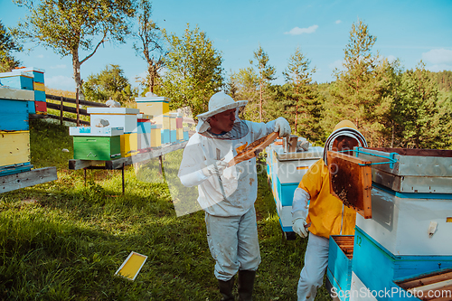 Image of Beekeepers checking honey on the beehive frame in the field. Small business owners on apiary. Natural healthy food produceris working with bees and beehives on the apiary.