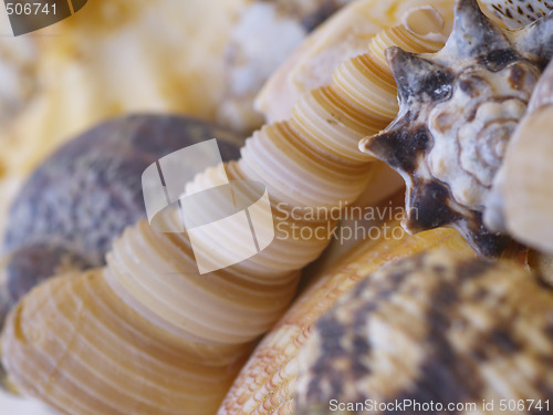 Image of Snail shells