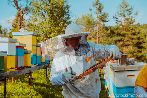 Image of Beekeepers checking honey on the beehive frame in the field. Small business owners on apiary. Natural healthy food produceris working with bees and beehives on the apiary.