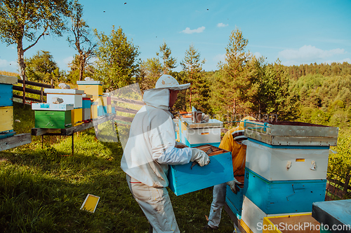 Image of Beekeepers checking honey on the beehive frame in the field. Small business owners on apiary. Natural healthy food produceris working with bees and beehives on the apiary.