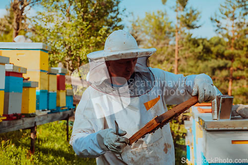 Image of Beekeepers checking honey on the beehive frame in the field. Small business owners on apiary. Natural healthy food produceris working with bees and beehives on the apiary.