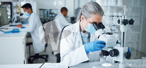 Image of Senior woman, research and lab microscope for info and work for medical analysis. Scientist, investigation and laboratory expert with covid and healthcare report for virus monitoring and data