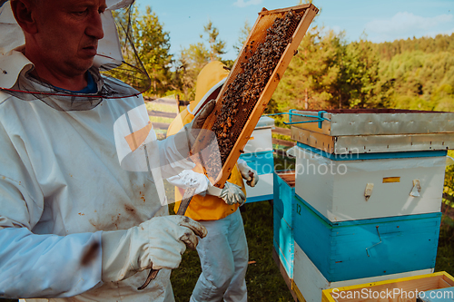 Image of Beekeepers checking honey on the beehive frame in the field. Small business owners on apiary. Natural healthy food produceris working with bees and beehives on the apiary.