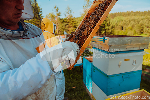 Image of Beekeeper checking honey on the beehive frame in the field. Small business owner on apiary. Natural healthy food produceris working with bees and beehives on the apiary.