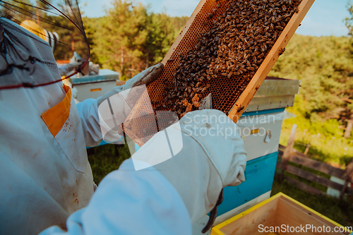 Image of Beekeeper checking honey on the beehive frame in the field. Small business owner on apiary. Natural healthy food produceris working with bees and beehives on the apiary.