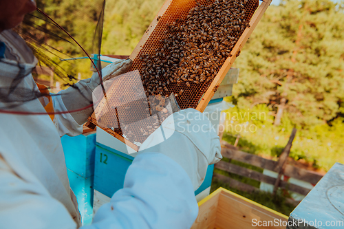 Image of Beekeeper checking honey on the beehive frame in the field. Small business owner on apiary. Natural healthy food produceris working with bees and beehives on the apiary.