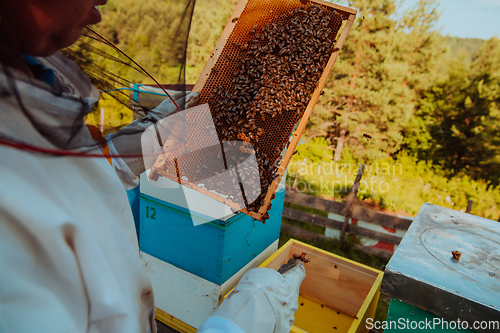 Image of Beekeeper checking honey on the beehive frame in the field. Small business owner on apiary. Natural healthy food produceris working with bees and beehives on the apiary.