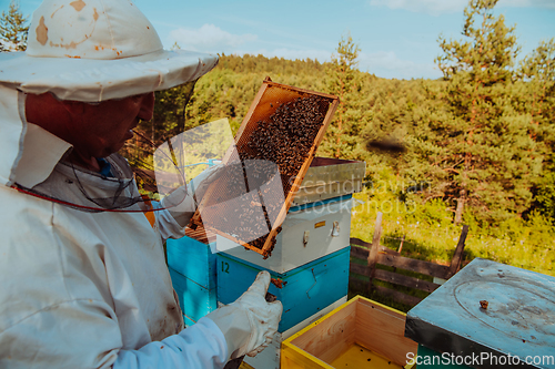 Image of Beekeeper checking honey on the beehive frame in the field. Small business owner on apiary. Natural healthy food produceris working with bees and beehives on the apiary.