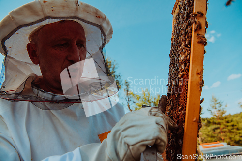 Image of Beekeeper checking honey on the beehive frame in the field. Small business owner on apiary. Natural healthy food produceris working with bees and beehives on the apiary.