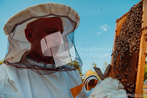 Image of Beekeeper checking honey on the beehive frame in the field. Small business owner on apiary. Natural healthy food produceris working with bees and beehives on the apiary.